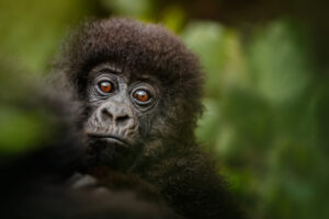 14 Day Rwanda-Uganda Luxury Gorilla Tracking & Chimpanzee Habituation Experience.