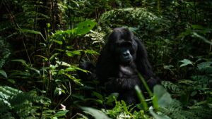 3-Day Queen Elizabeth National Park Group Tour.