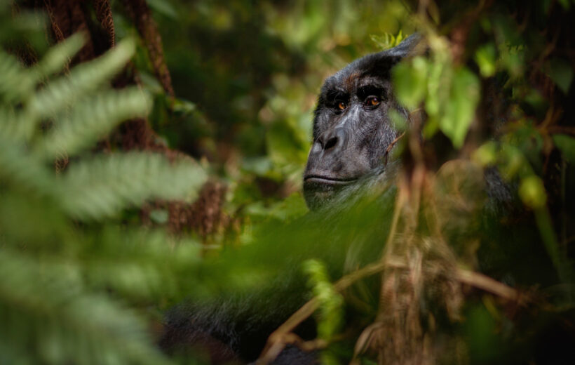 14 -Days Across Uganda Gorila & Chimpanzee Safari Experience