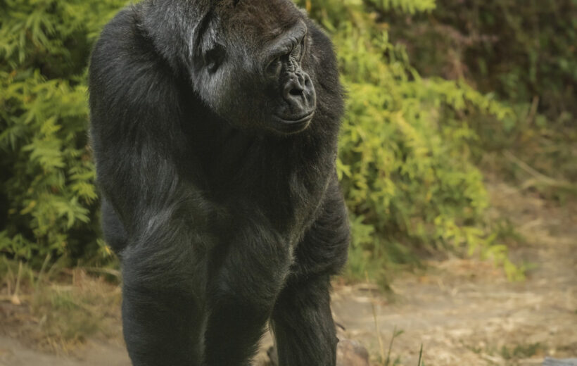8-Days Gorilla & Chimpanzee Safari Tour.