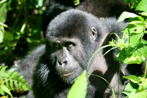 5 -Day Queen Elizabeth & Kibale National Park.