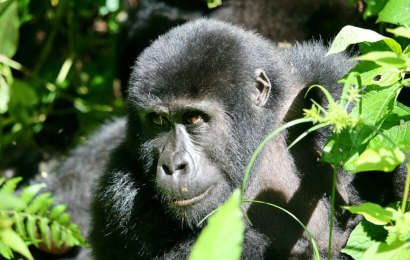 5 -Day Queen Elizabeth & Kibale National Park.