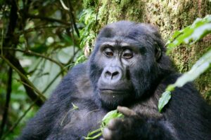 3 -Day Gorilla Fly-In-Bwindi Safari