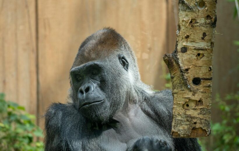 5-Day Rwanda-Gay Gorilla Tracking’s.